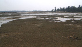 Mangrove flat without mangroves