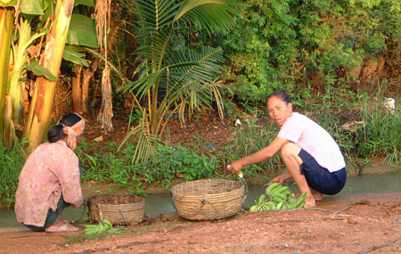 women washing bananas