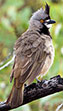 Crested Bellbird
